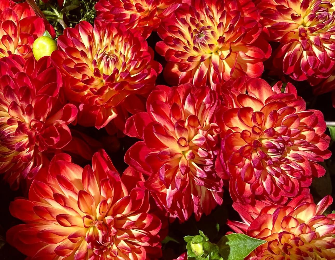 Dahlias rouges et orangés en gros plan, pleine saison