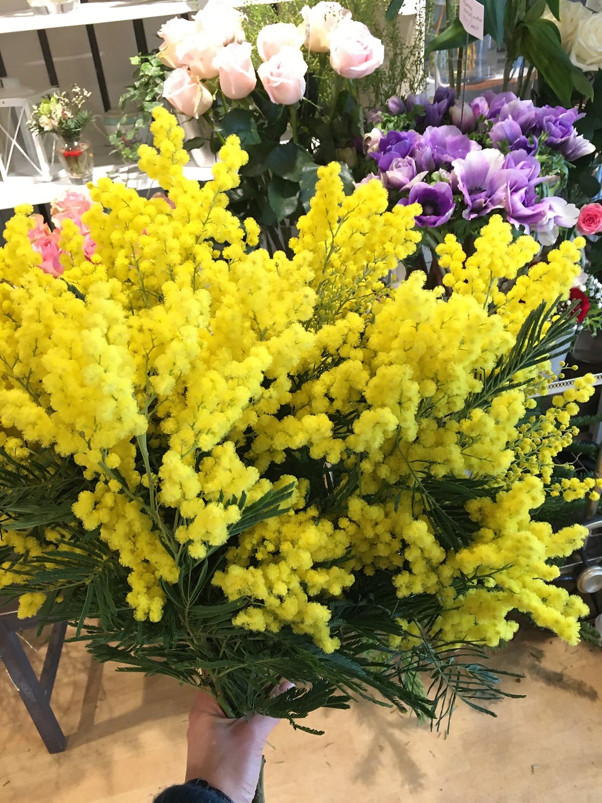Grande brassée de mimosa en fleur, pleine saison